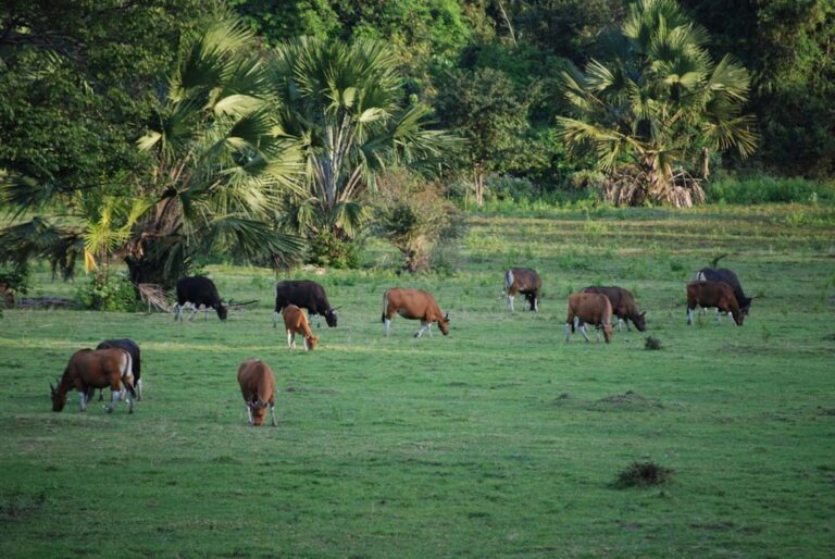 Taman Nasional Alas Purwo